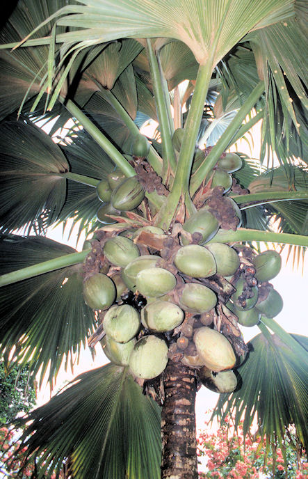 Seychellen 1999-037.jpg